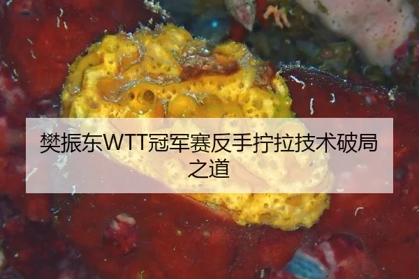 樊振东WTT冠军赛反手拧拉技术破局之道